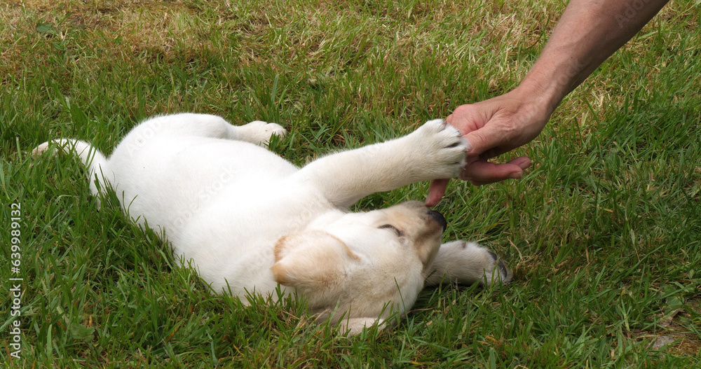 Yellow Labrador Retriever, Puppy Playing with his Mistress on the Lawn, Normandy in France Yellow Labrador Retriever, Puppy Playing with his Mistress on the Lawn, Normandy in France