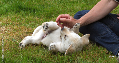 Yellow Labrador Retriever, Puppy Playing with his Mistress on the Lawn, Normandy in France