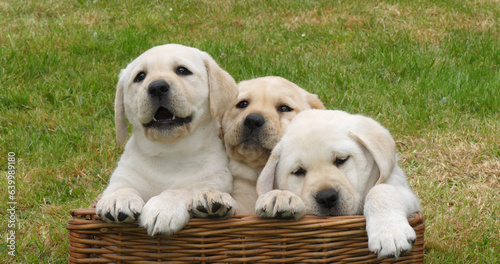Yellow Labrador Retriever, Puppies Playing in a Basket, Normandy in France