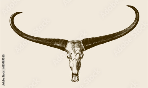 Skull of endangered wild water buffalo bubalus arnee in frontal view, after antique copperplate