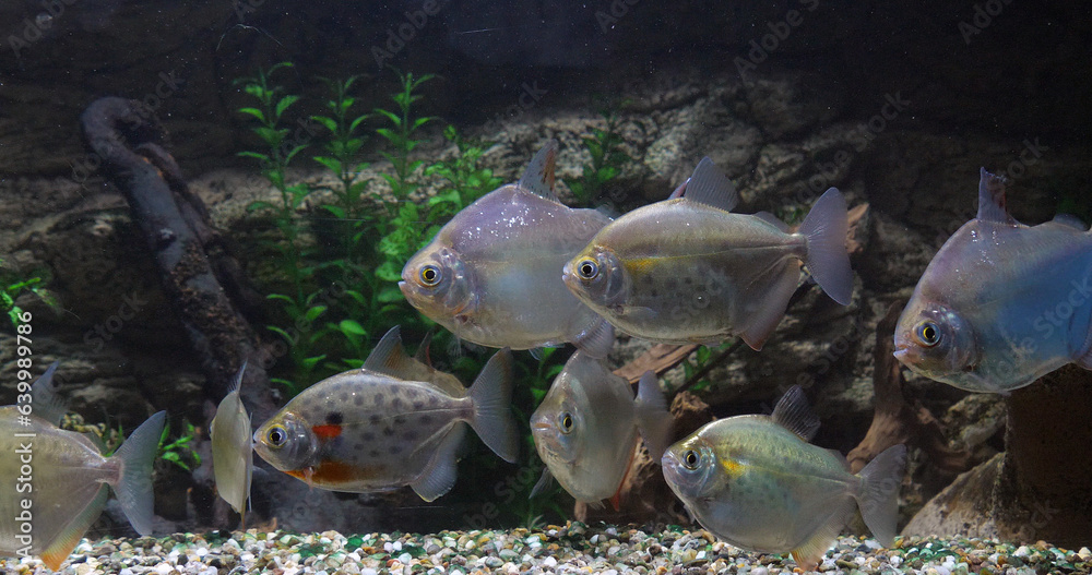 Spotted Silver Dollar, metynnis maculatus, Freshwater Aquarium Fishes