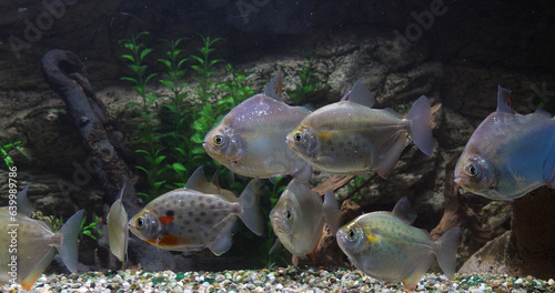 Spotted Silver Dollar, metynnis maculatus, Freshwater Aquarium Fishes photo