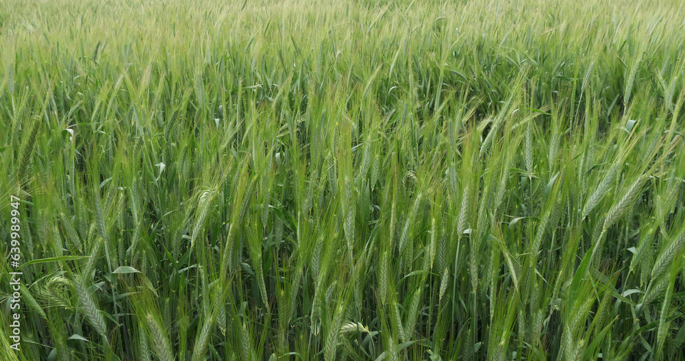 Field of Bearded Wheat, triticum sp., Normandy in France