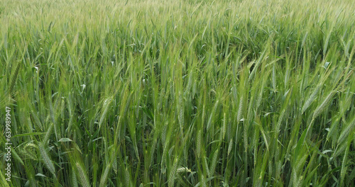 Field of Bearded Wheat, triticum sp., Normandy in France