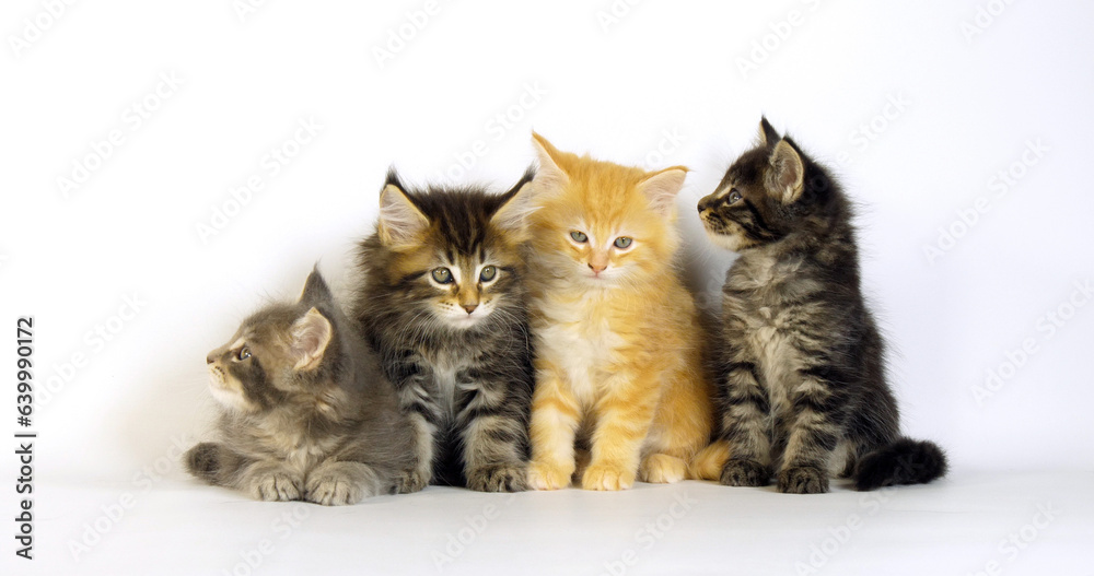 Blue Blotched Tabby, Brown Tortie Blotched Tabby, Cream Blotched Tabby