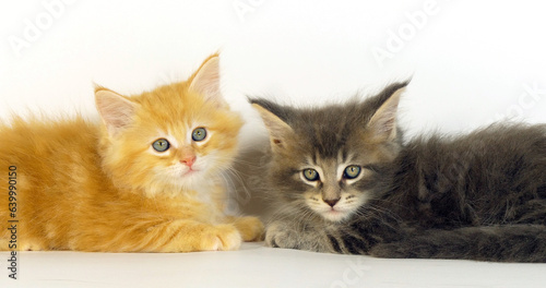 Blue Blotched Tabby, and Cream Blotched Tabby Maine Coon, Domestic Cat, Kittens against White Background, Normandy in France