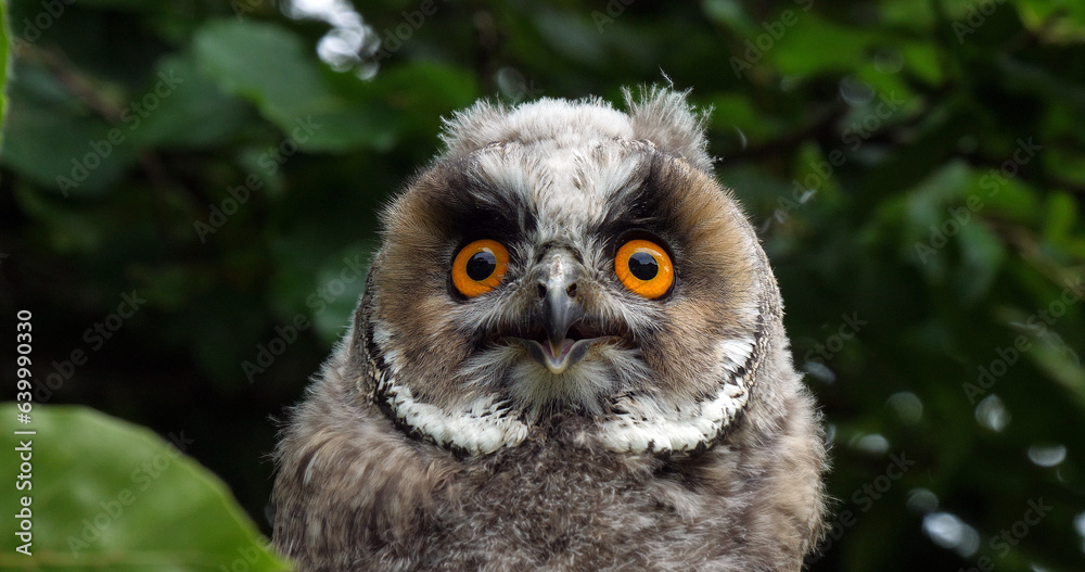 Obraz premium Long Eared Owl, asio otus, Portrait of Adult, Normandy in France