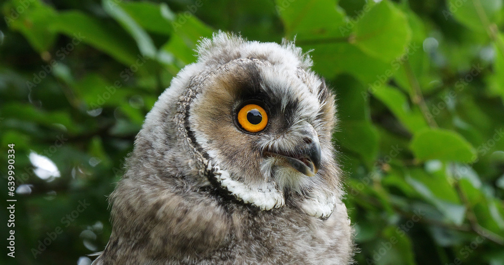 Obraz premium Long Eared Owl, asio otus, Portrait of Adult, Normandy in France