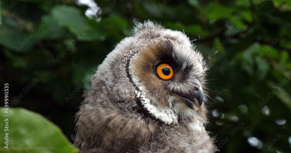 Long Eared Owl, asio otus, Portrait of Adult, Normandy in France
