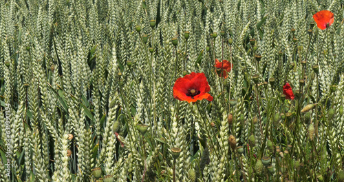 Poppies in a Wheat Field, papaver rhoeas, in bloom, Normandy in France