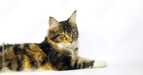 Brown Tortie Blotched Tabby and White Maine Coon Domestic Cat, Female laying against White Background, Normandy in France
