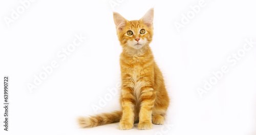 Cream Blotched Tabby Maine Coon, Domestic Cat, Kitten against White Background, Normandy in France