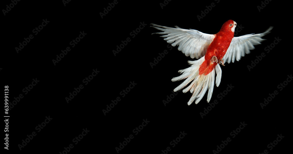 Obraz premium Eastern Rosella or Gold Mantled Rosella or Rubino Rosella, platycercus eximius, Adult in Flight against Black Background
