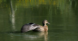 Mallard Duck, anas platyrhynchos, Adult Female Snorting, Pond in Camargue near Saintes Maries de la Mer