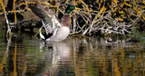 Mallard Duck, anas platyrhynchos, Adult Male Snorting, Pond in Camargue near Saintes Maries de la Mer