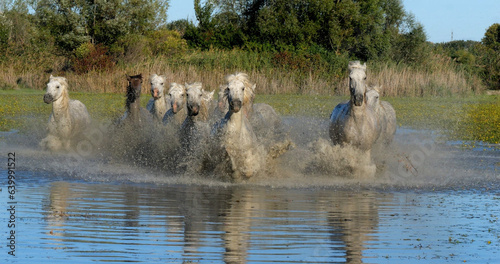 Camargue Horse  Herd trotting or galloping through Swamp  Saintes Marie de la Mer in Camargue  in the South of France