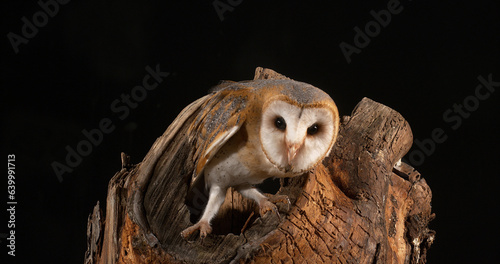 Barn Owl  tyto alba  Adult  Normandy in France