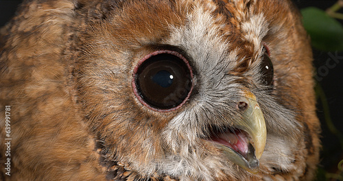 Eurasian Tawny Owl, strix aluco, Portrait of Adult, Normandy
