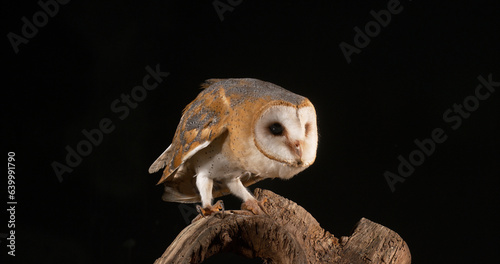 Fototapeta Naklejka Na Ścianę i Meble -  Barn Owl, tyto alba, Adult, Normandy in France