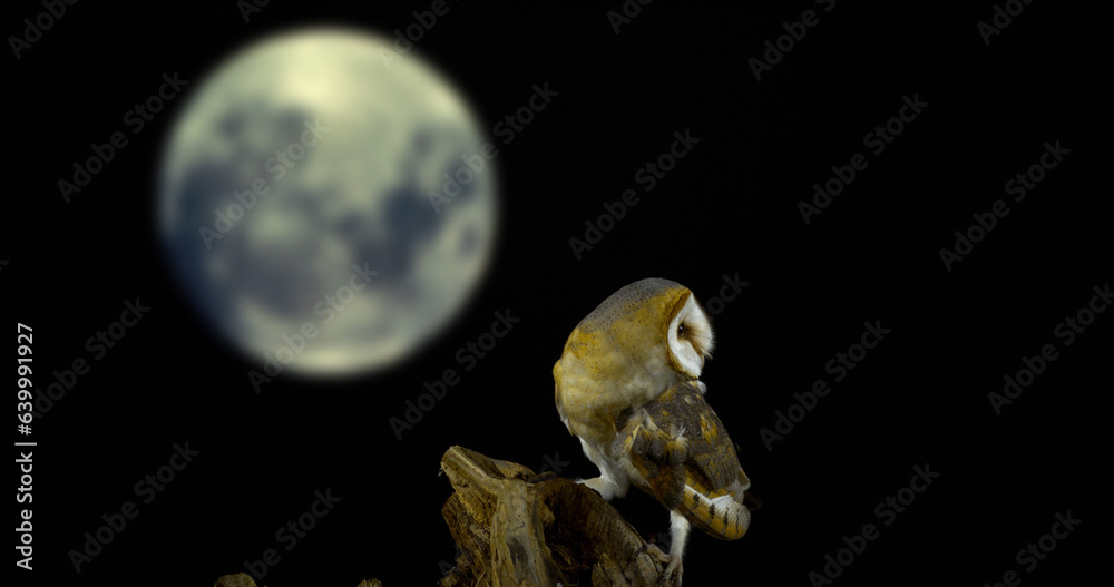 Barn Owl, tyto alba, Adult looking around at Moon, Normandy