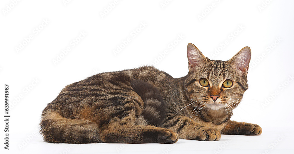 Brown Tabby Domestic Cat on White Background