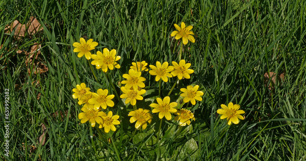 Fototapeta premium Yellow Flowers in the Wind, Normandy in France