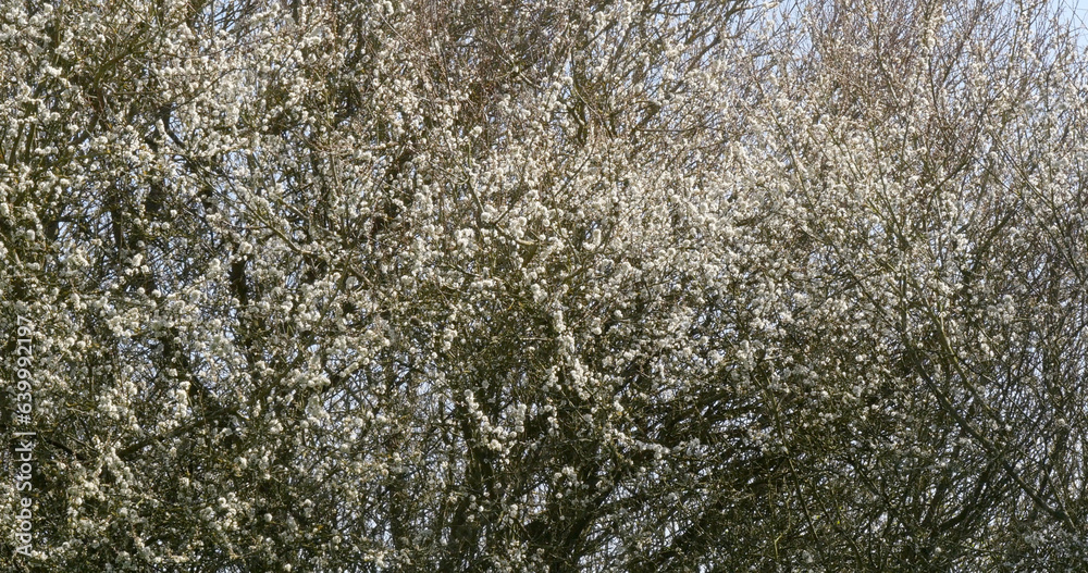 Blossom Tree, Normandy in France Blossom Tree, Normandy Blossom Tree, Normandy in France Blossom Tree, Normandy