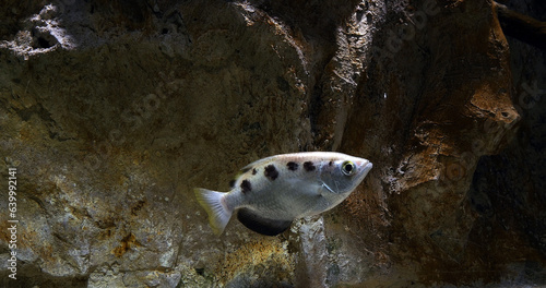 Archer Fish, toxotes jaculatrix, Archer Fish, toxotes jaculatrix photo