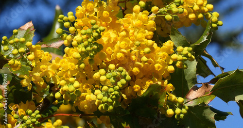 Hollyleaved barberry in bloom, mahonia sp., in a garden in Normandy photo