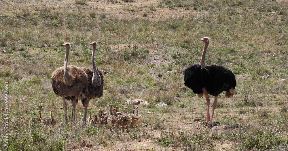 Naklejka premium Ostrich, struthio camelus, Male, female and Chicks walking through Savannah, Nairobi National Park in Kenya