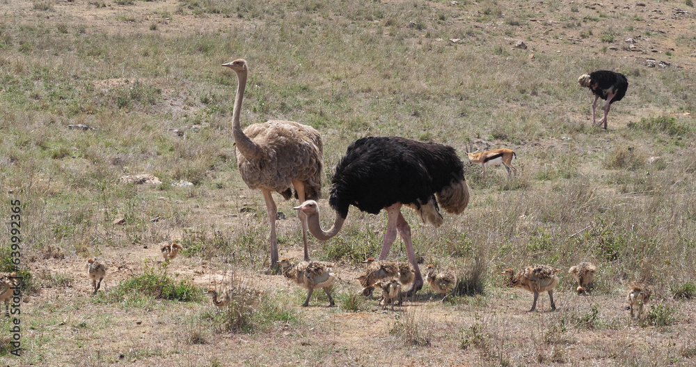 Naklejka premium Ostrich, struthio camelus, Male, female and Chicks walking through Savannah, Nairobi National Park in Kenya