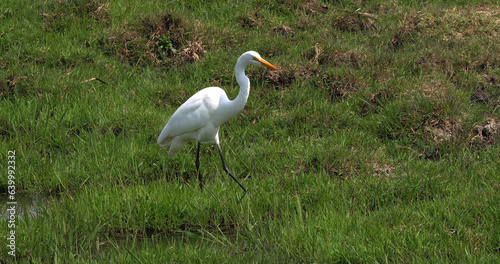 Great White Egret, egretta alba, Adult Standing in Swamp, Nairobi Park in Kenya