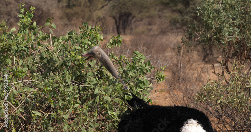 Somali Ostrich, Struthio camelus molybdophanes, Male eating the Bush, Samburu Park in Kenya photo