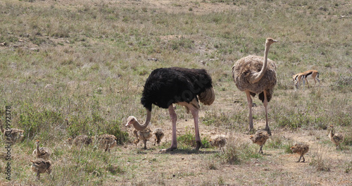 Ostrich, struthio camelus, Male, female and Chicks walking through Savannah, Nairobi National Park in Kenya