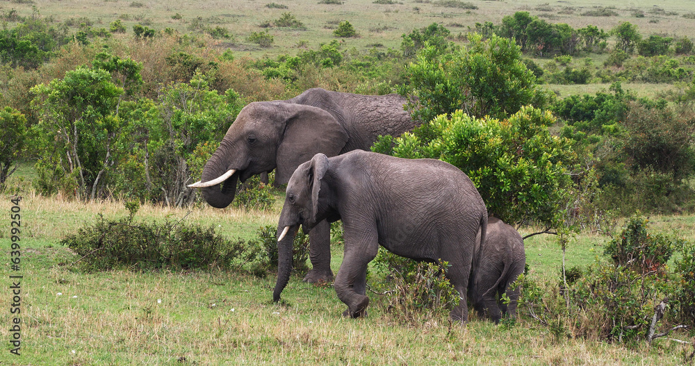 Fototapeta premium African Elephant, loxodonta africana, Group in the Bush, Masai Mara Park in Kenya