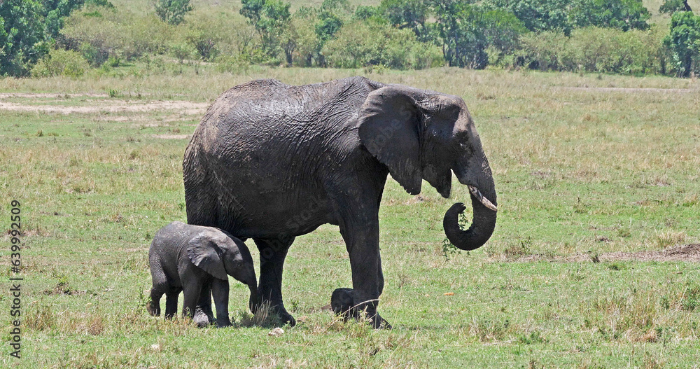 Fototapeta premium African Elephant, loxodonta africana, Mother and calf, Masai Mara Park in Kenya