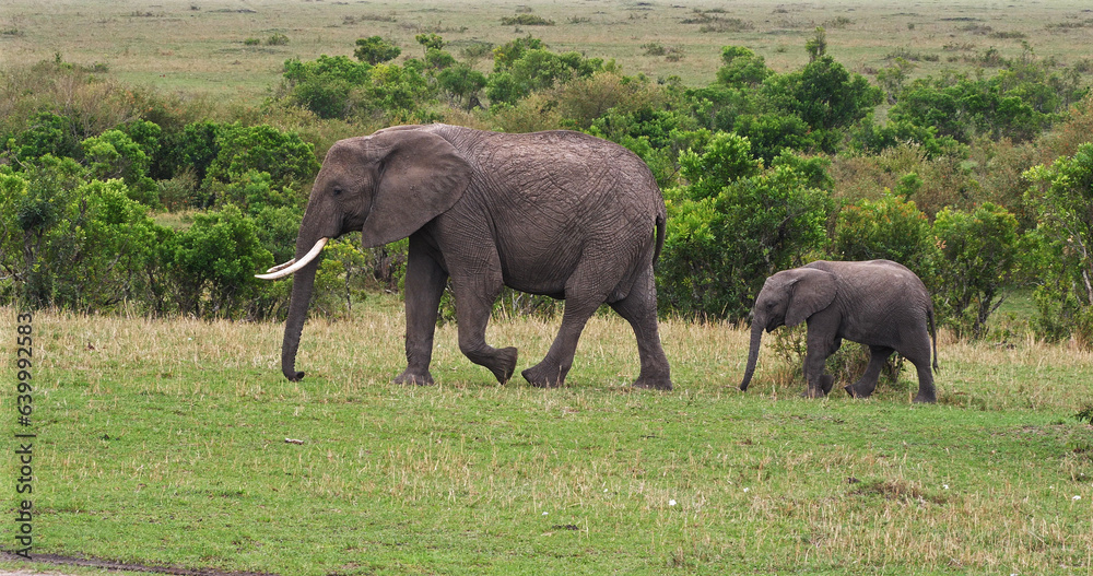African Elephant, loxodonta africana, Mother and calf, Masai Mara Park in Kenya