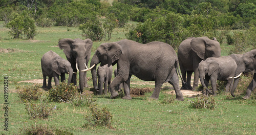 African Elephant, loxodonta africana, Group in the Bush, Masai Mara Park in Kenya