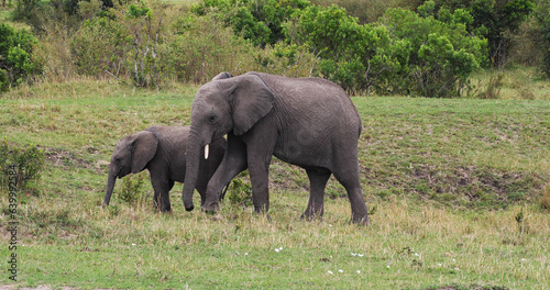 African Elephant  loxodonta africana  Mother and calf  Masai Mara Park in Kenya