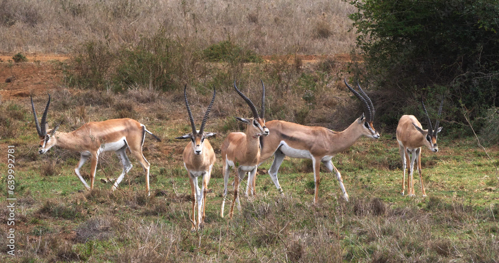 Grant's Gazelle, gazella granti, Group at Nairobi Park in Kenya