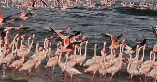 Lesser Flamingo, phoenicopterus minor, Group in Flight, Colony at Bogoria Lake in Kenya