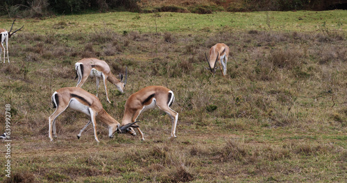 Grant's Gazelle, gazella granti, Males Fighting, Nairobi Park in Kenya photo