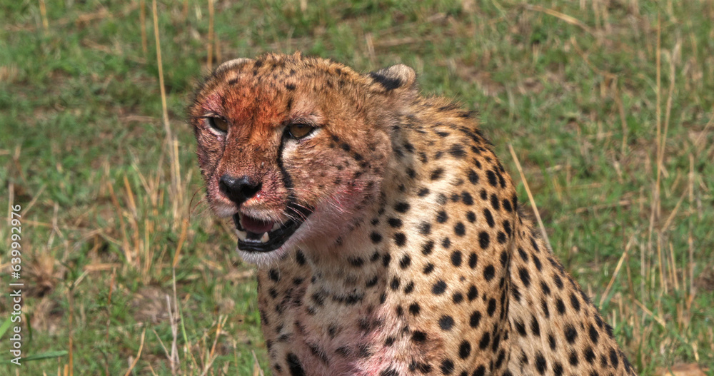 Cheetah, acinonyx jubatus, Adult with Bloody face, with a Kill, a Wildebest, Masai Mara Park in Kenya Cheetah, acinonyx jubatus, Adult with Bloody face, with a Kill, a Wildebest, Masai Mara Park in Kenya