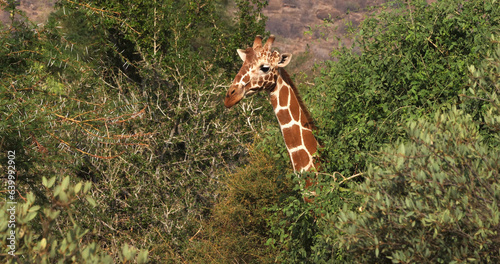 Reticulated Giraffe, giraffa camelopardalis reticulata, Adult eating Leaves in the Bush, Samburu park in Kenya photo