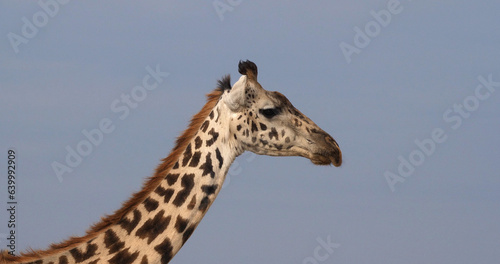 Masai Giraffe  giraffa camelopardalis tippelskirchi  Portrait of Adult against Blue Sky  Masai Mara Park in Kenya