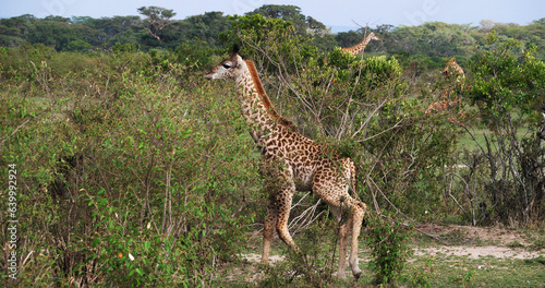 Masai Giraffe  giraffa camelopardalis tippelskirchi  Adult standing in Savanna  Masai Mara Park in Kenya