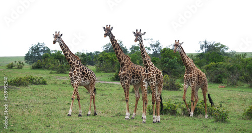 Masai Giraffe  giraffa camelopardalis tippelskirchi  Group standing in Savanna  Masai Mara Park in Kenya
