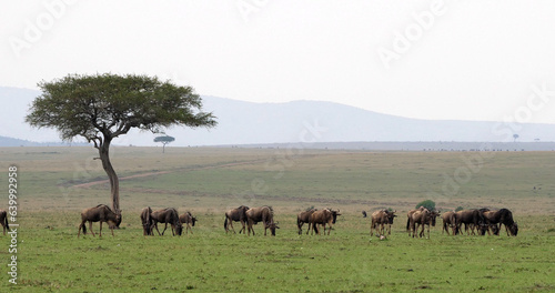 Blue Wildebeest, connochaetes taurinus, Herd during Migration, Masai Mara park in Kenya © slowmotiongli