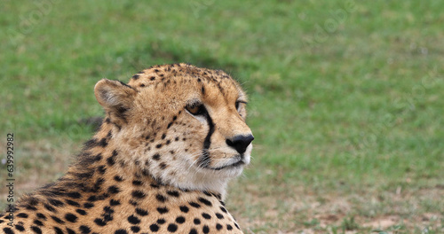 Cheetah, acinonyx jubatus, Portrait of Adult looking around, Masai Mara Park in Kenya