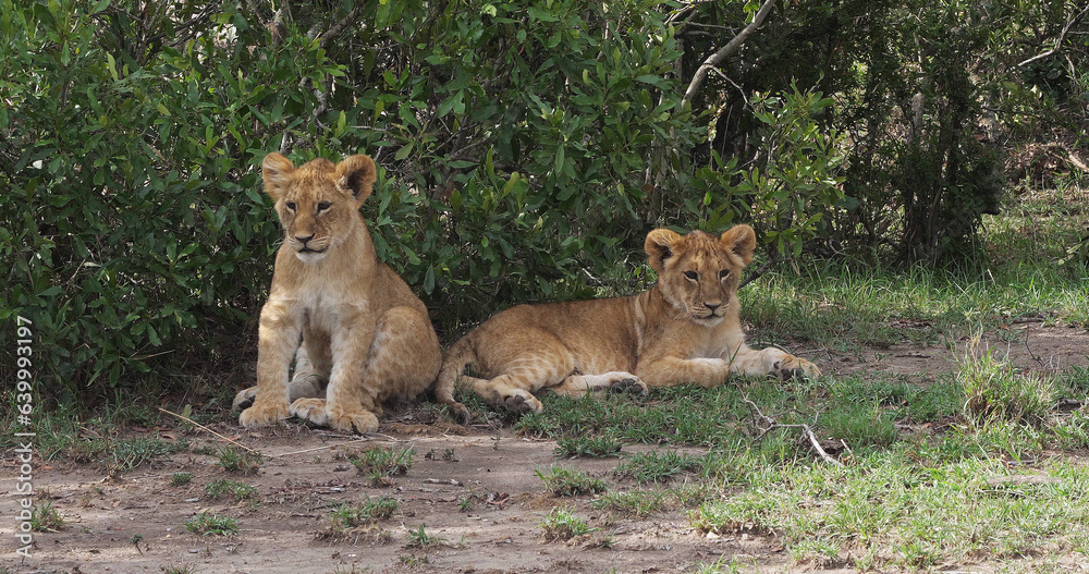 African Lion, panthera leo, Cubs playing, Masai Mara Park in Kenya African Lion, panthera leo, Cubs playing, Masai Mara Park in Kenya